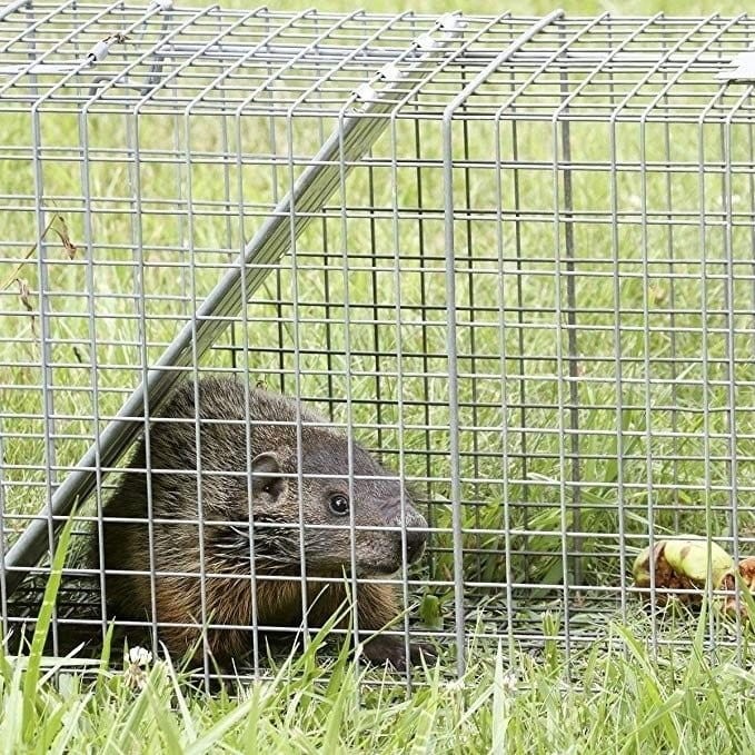 Siatka ogrodzeniowa ocynkowana 15m